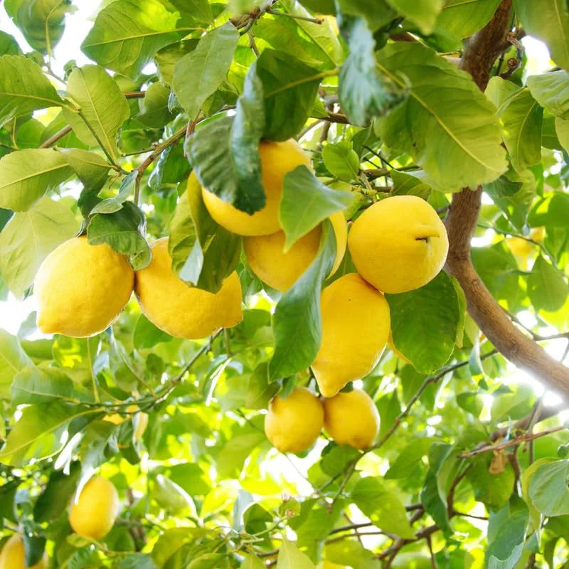 Lisbon Lemon Tree - 2 to 3 Feet - Fruit Tree - Garden Ready