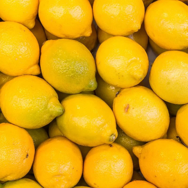 Lisbon Lemon Tree - 2 to 3 Feet - Fruit Tree - Garden Ready