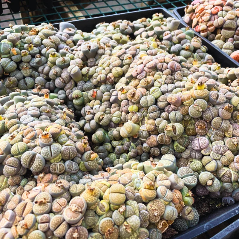 Lithops Living Stones Succulent - 20 Pebble Plants for Garden Ornament