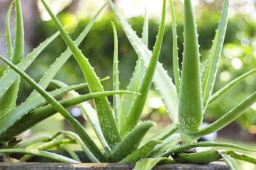 Live Aloe Vera Plant 4 Inch Potted Indoor Succulent Garden Plant