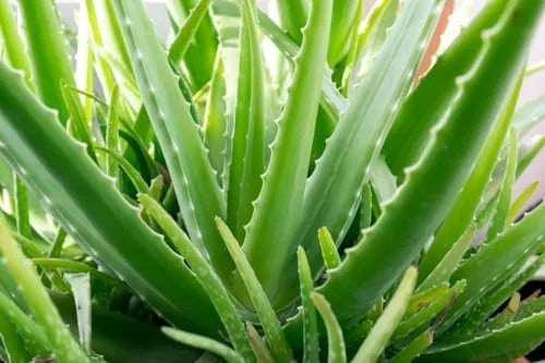 Live Aloe Vera Plant 4 Inch Potted Indoor Succulent Garden Plant