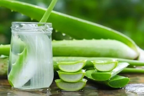 Live Aloe Vera Plant - 4 Inch Potted Succulent - Indoor Air Purifier