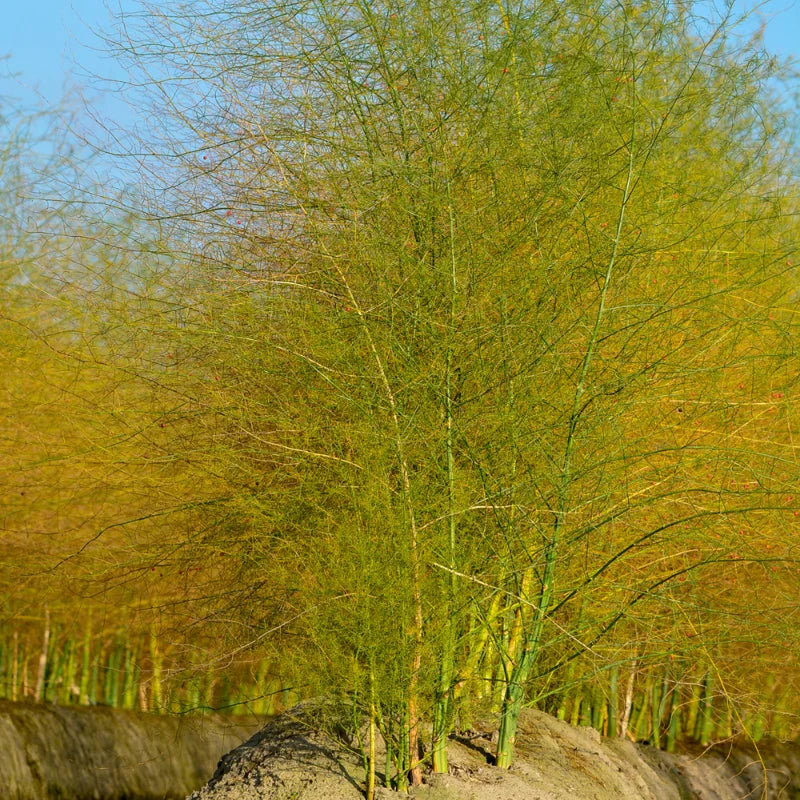 Live Asparagus Crowns - 10 Jersey Giant asparagus root 2yr-crowns, Fall Planting Vegetable - Garden Vegetable Starts