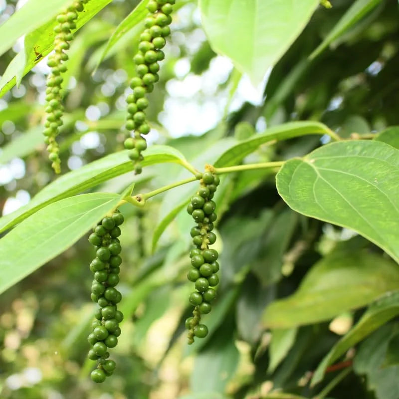 2 Live Black Pepper Plant - 4-6 Inch Herb Plant - Piper Nigrum Starter Plant