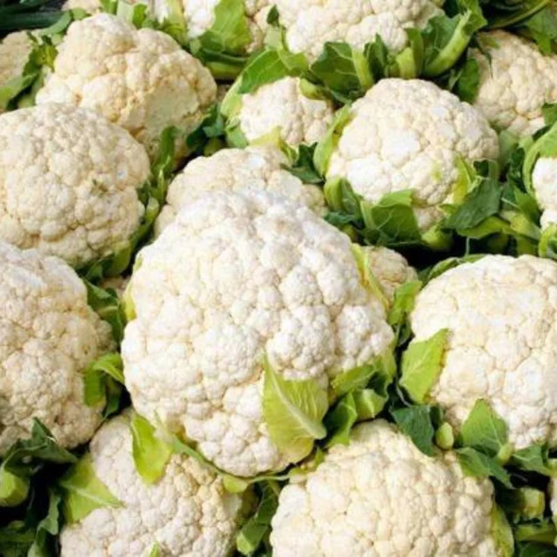 Live Cauliflower Plants - 4-6 Inch Vegetable Plants for Gardening