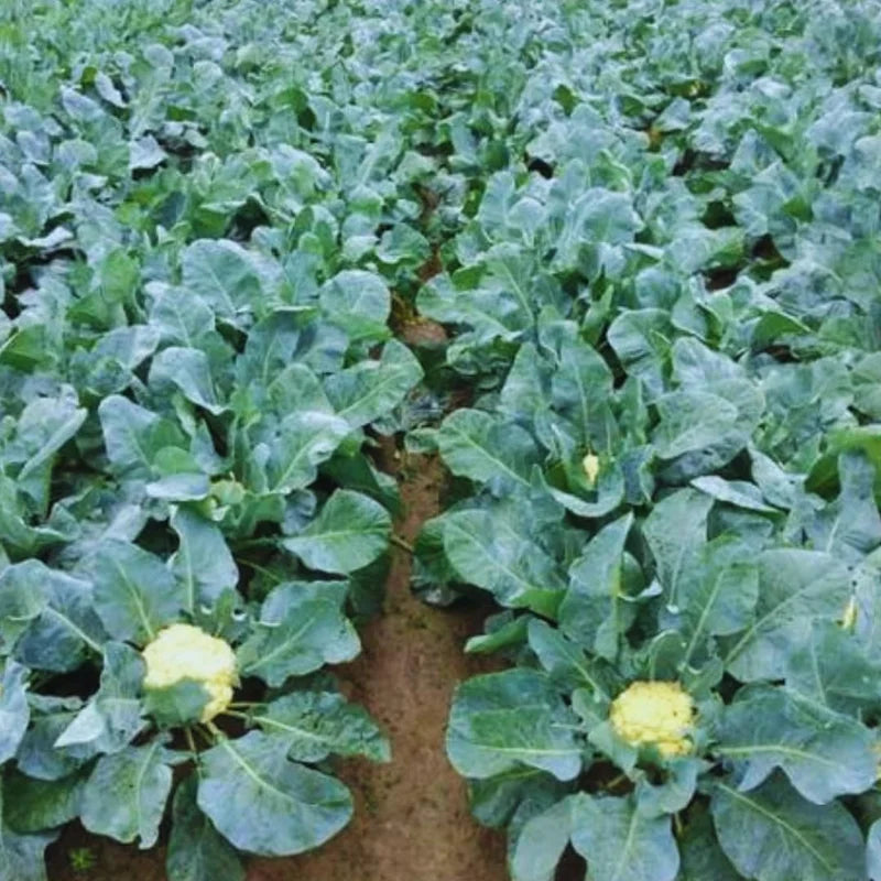 Live Cauliflower Plants - 4-6 Inch Vegetable Plants for Gardening