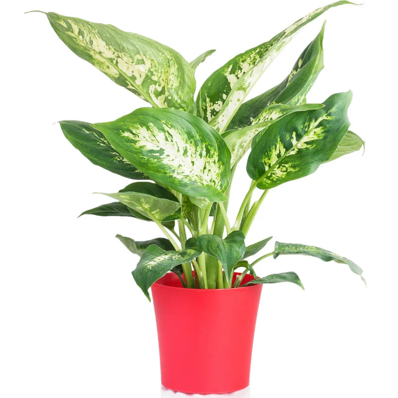 Live Dieffenbachia Plant 5-7 Inches Tall Indoor Houseplant No Pot