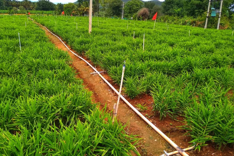 Live Ginger Plants - Set of 2 - Ready for Planting - Herbs Live for Growing