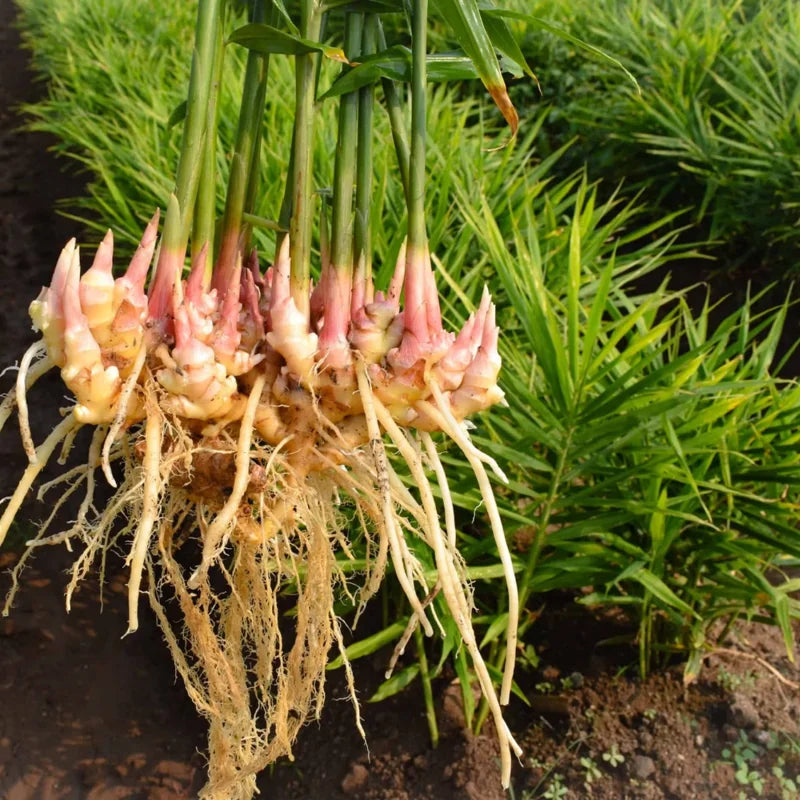 Thai Ginger Plant Live for Planting - 4-8 Inch Herb Seedling - Garden Ready