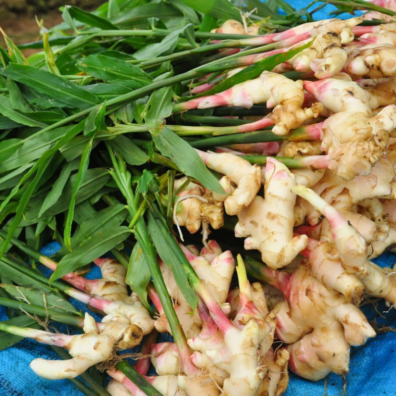 Thai Ginger Plant Live for Planting - 4-8 Inch Herb Seedling - Garden Ready