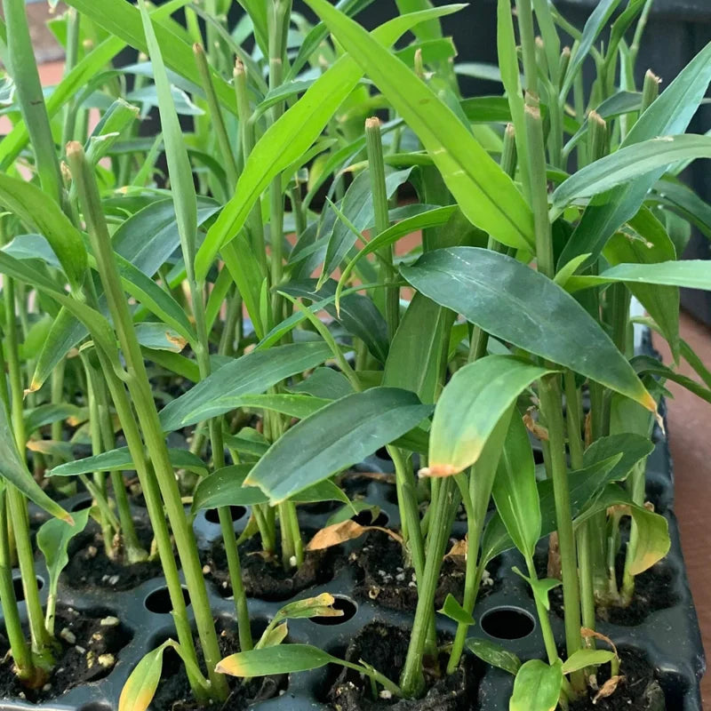 Thai Ginger Plant Live for Planting - 4-8 Inch Herb Seedling - Garden Ready