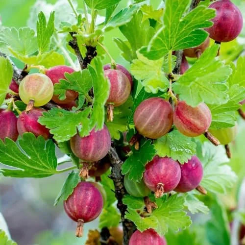 Sweet Gooseberry Bush Live Plant - Pixwell Bareroot Starter Plant 6-12 Inches