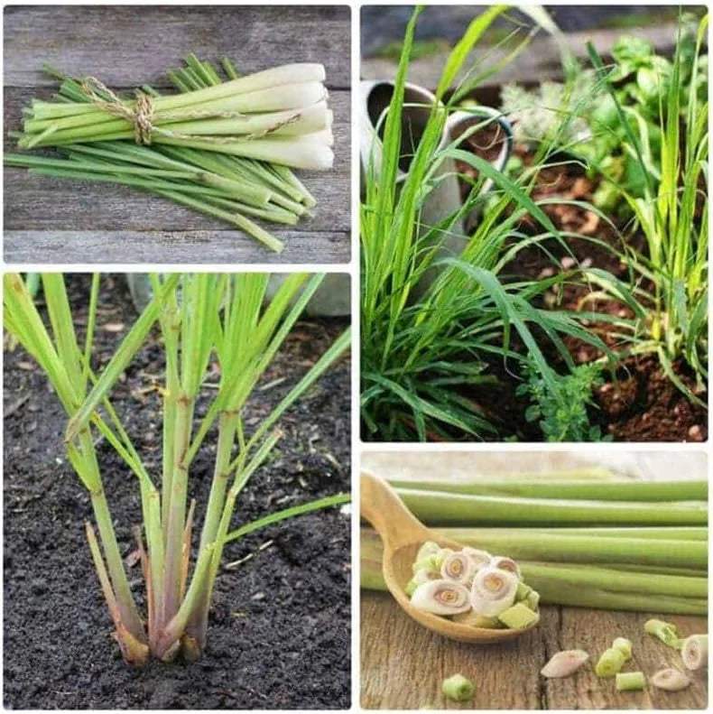 Live Lemon Grass Plant Set - 10 Inch Herb in Pot for Indoor/Outdoor Planting