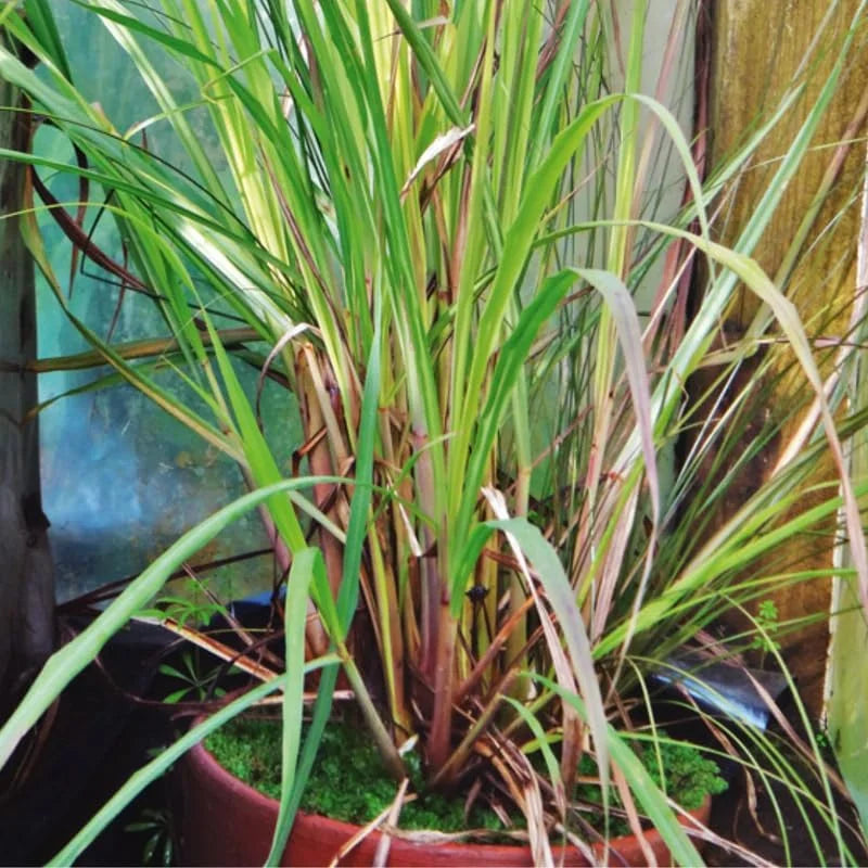 Live Lemongrass Plants - 12 Live Plants - Fresh Herb Garden Starter