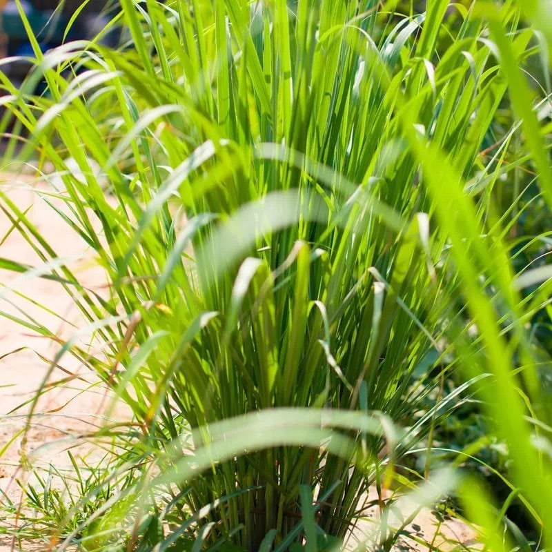 Live Lemongrass Plants - 12 Live Plants - Fresh Herb Garden Starter
