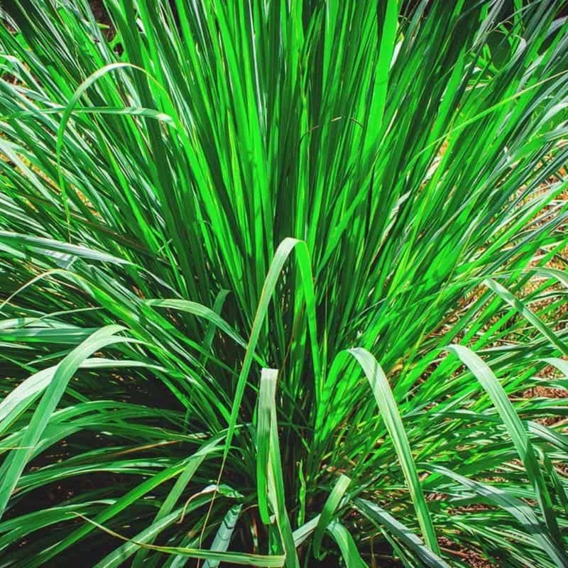 Live Lemon Grass Plant Set - 10 Inch Herb in Pot for Indoor/Outdoor Planting