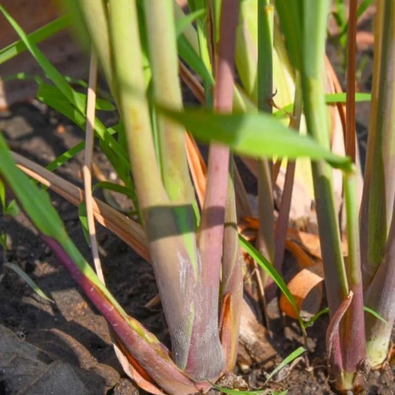 Live Lemongrass Plants - Set of 4 Outdoor Herb Plants