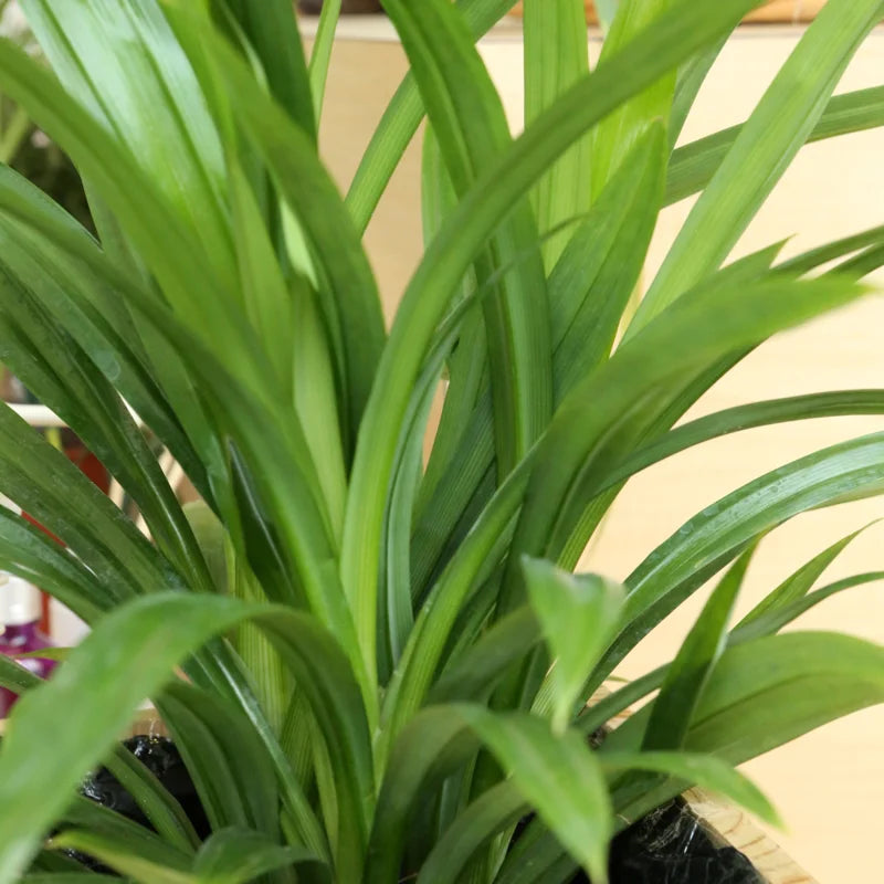 Pandan Plant Live Well-Rooted, Pandanus amaryllifolius Fragrant Tropical Herb 4-6 inch