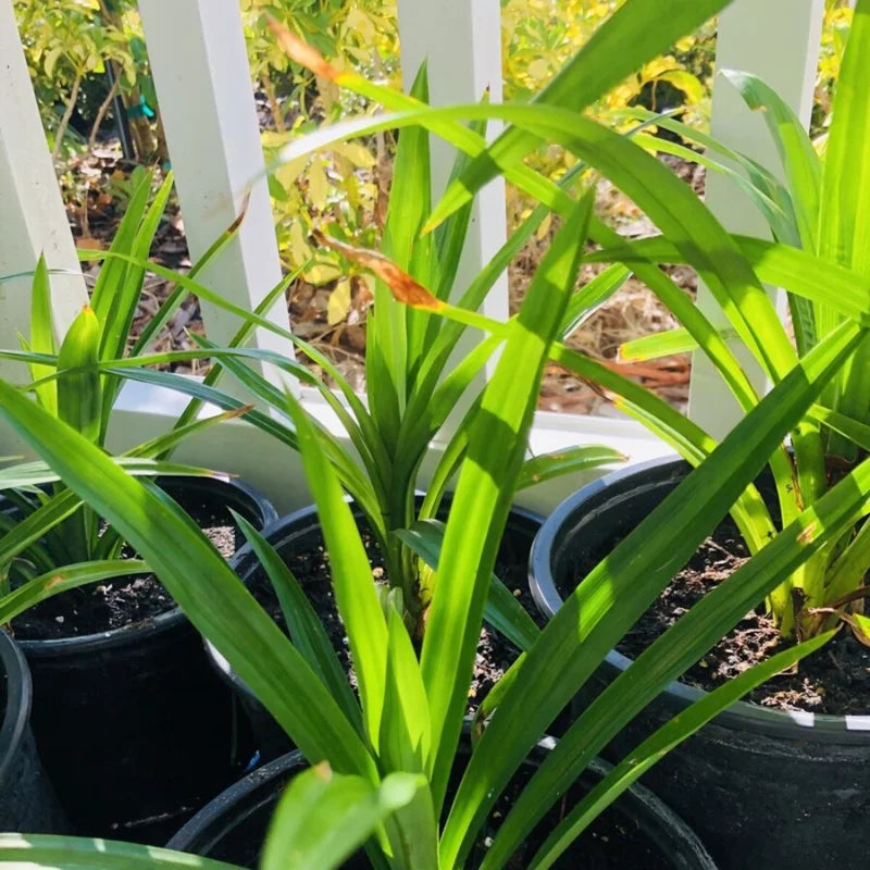 Pandanus Amaryllifolius Pandan Plant 4-6 Inch - Well Rooted Pandan Herbs for Indoor Outdoor Growing