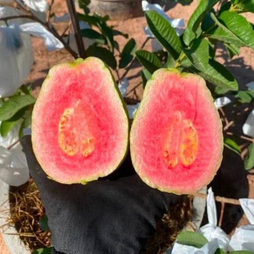Live Pink Guava Tree - 4 Inch Pot Guava Plant - 8-12 Inch Fruit Tree