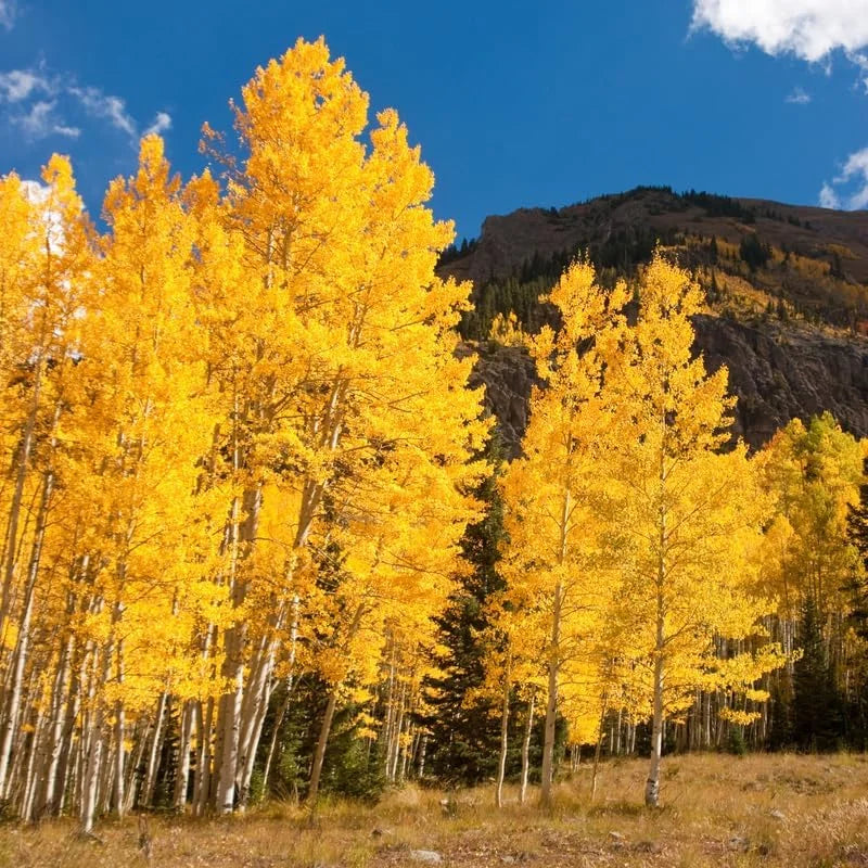 Quaking Aspen Trees Bare Root Tree 24-36 Inches Live Plant