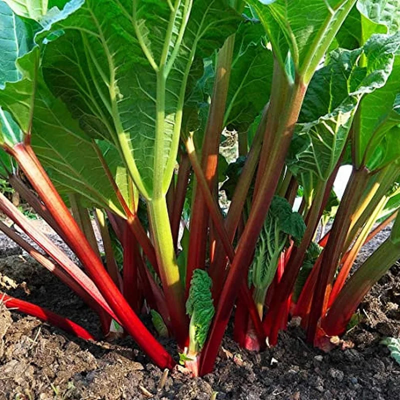 Live Rhubarb Plant Division - Large Red Root Crown for Planting