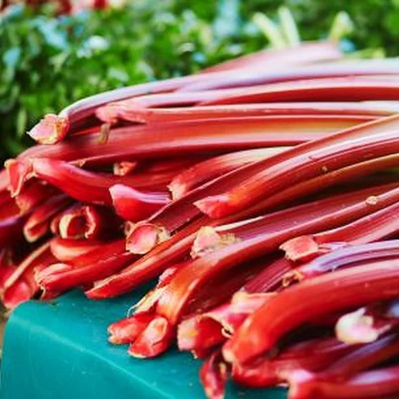 Red Rhubarb Plant - Set of 5 Live Roots for Planting - Edible Vegetable