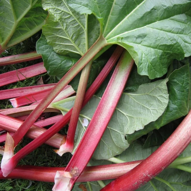 Rhubarb Plants for Planting - 5 Live Roots for Home Garden