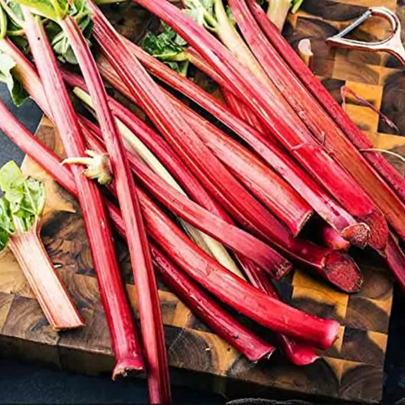 Live Rhubarb Root Plant (Pack of 5) - Red Rhubarb Roots for Planting