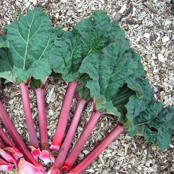 Live Rhubarb Root Plant (Pack of 5) - Red Rhubarb Roots for Planting