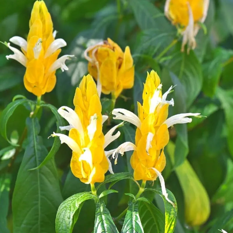 Yellow Shrimp Plant Live 4-6 Inch Tall Potted Garden Plant