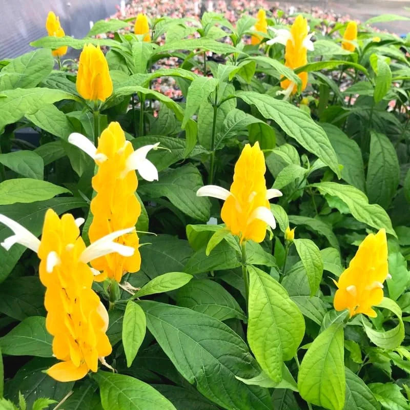 Yellow Shrimp Plant Set - 4 Live Plants, 4-6 Inch, Garden Ready