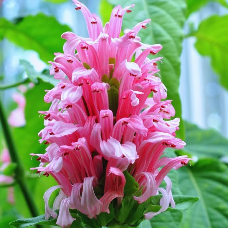 Pink Shrimp Plant Live - 2 Pack - Garden Ready