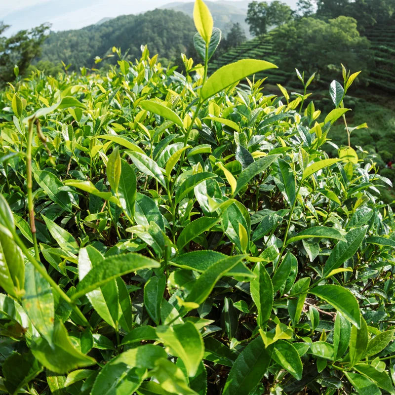 Live Tea Plant - Camellia Sinensis - Set of 3 Starter Plants 5-7 Inches