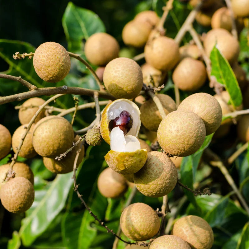 Longan Fruit Seeds - 20 Sweet Tropical Tree Seeds for Growing