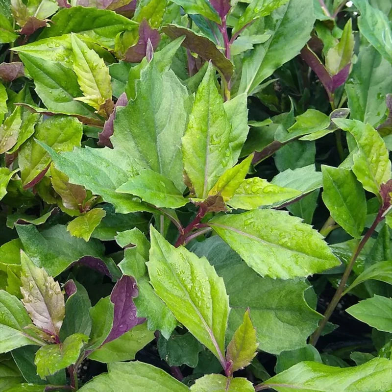 2-Pack Longevity Spinach Plants Live, Spinach Seedlings 4-6" Tall Outdoor Growing