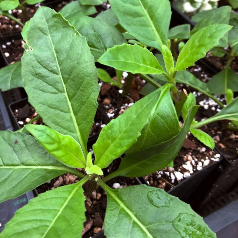 Pack of 3 Longevity Spinach Plants Live - Spinach Herb Plants 4-6 Inches