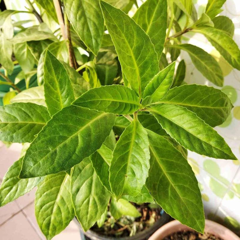 Longevity Spinach Plants - Pack 3 Live Herbs Plants for Outdoor Growing 5 Inch Tall