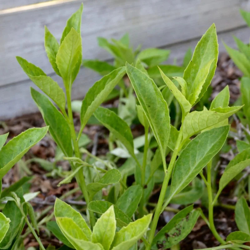 Longevity Spinach Plants - Pack 3 Live Herbs Plants for Outdoor Growing 5 Inch Tall