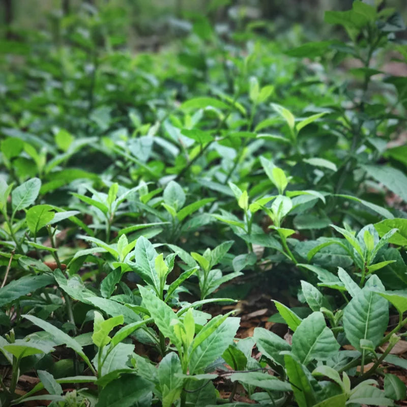 Longevity Spinach Plants - Pack 3 Live Herbs Plants for Outdoor Growing 5 Inch Tall