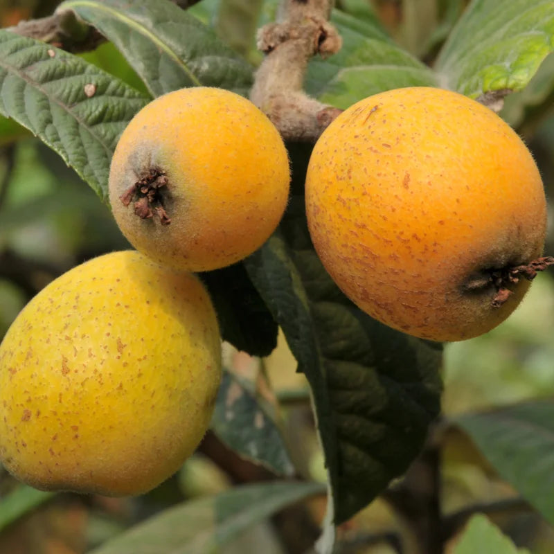 Loquat Fruit Tree Rooted Seedling 4-6'' - Grow Fresh Fruit at Home