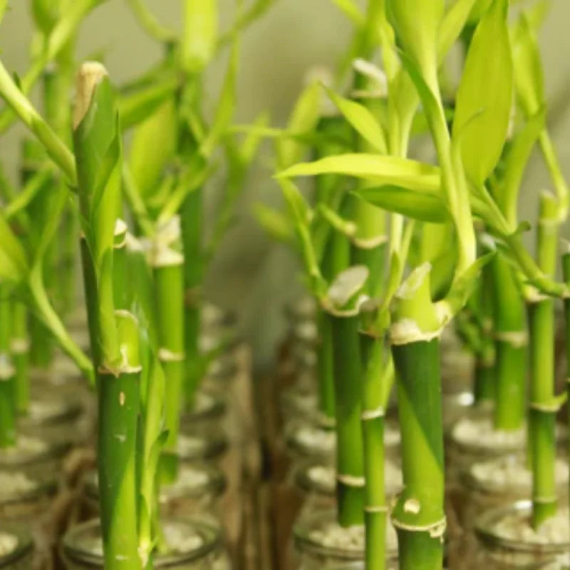 Lucky Bamboo Plant Live - Dracaena sanderiana - 4 Inch Potted Indoor Plant