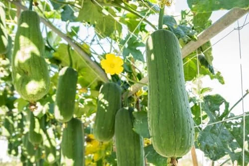 Luffa Gourd Plant Live - 4 Inc Pot Seedling - Grow Loofah Sponges