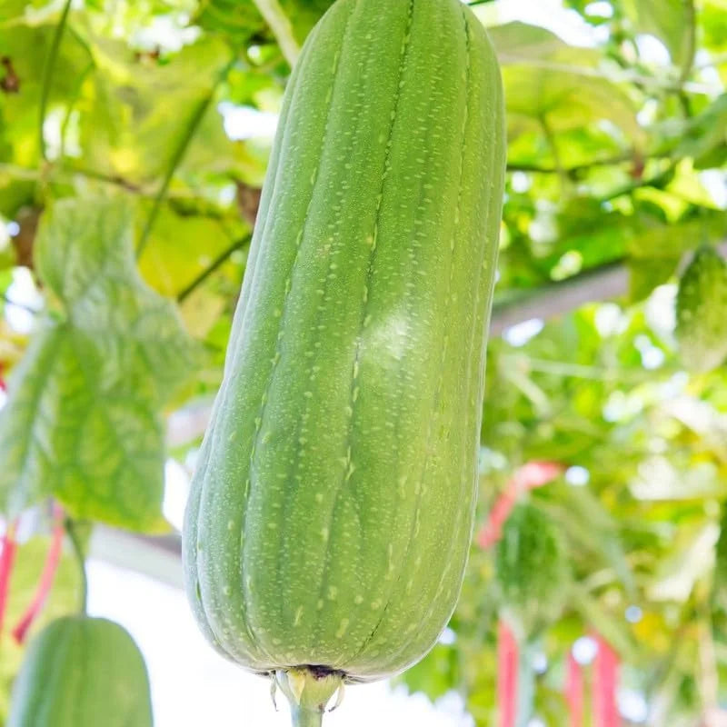 Luffa Gourd Plant Live - 4 Inc Pot Seedling - Grow Loofah Sponges