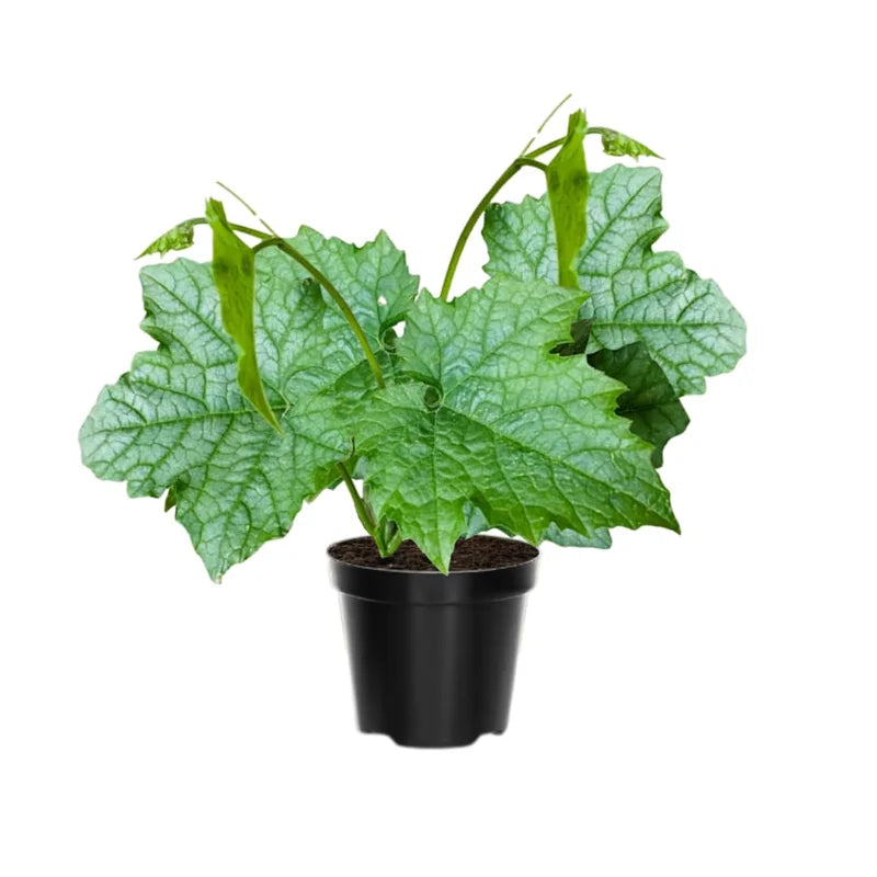 Luffa Plants Live 2-Plant Set - 4 Inch Pots - Grow Loofah Sponges