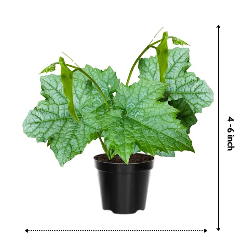 Luffa Plants Live 2-Plant Set - 4 Inch Pots - Grow Loofah Sponges