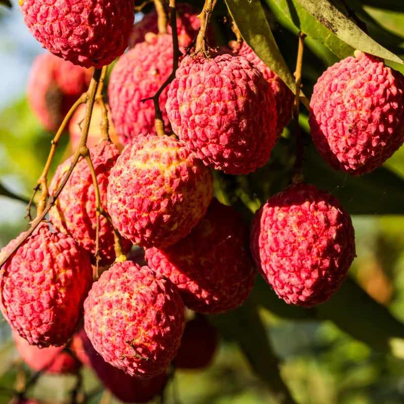 Lychee Seeds - Sweet Lychee Tropical Fruit Seeds - 15 Seeds