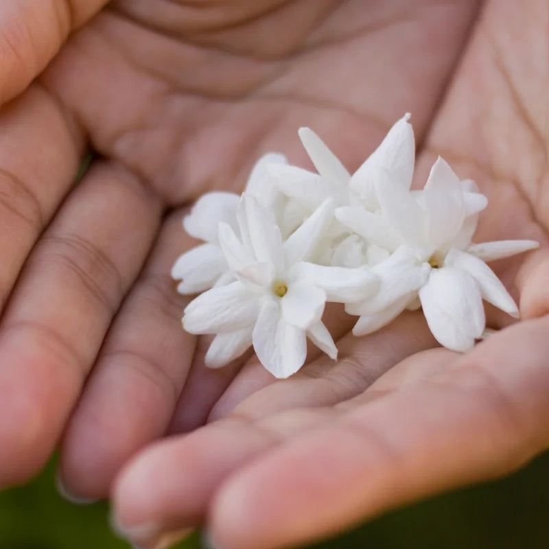 Maid of Orleans Jasmine Fragrant Plant 4-6 Inch - Flowering Vine
