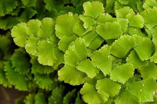 Maidenhair Fern Plant Live - 3.5 Inch Potted Fern Plant