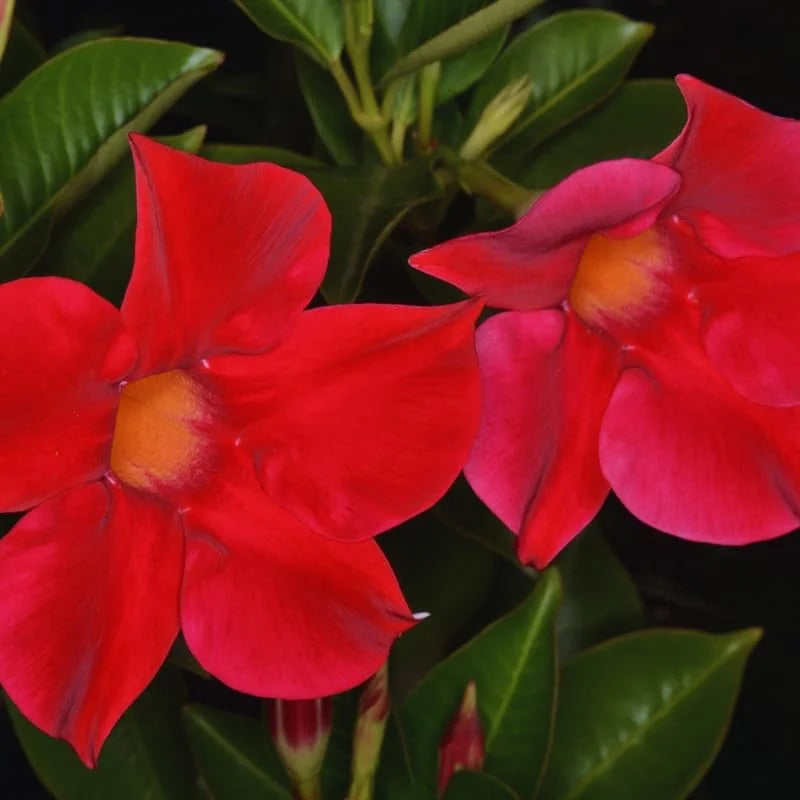 Red Mandevilla Vine Plants - 2 Live Seedlings 10-20 Inch - Perennial Flower